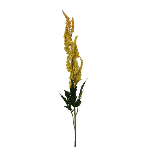 RT Astilbe HF1553YEL