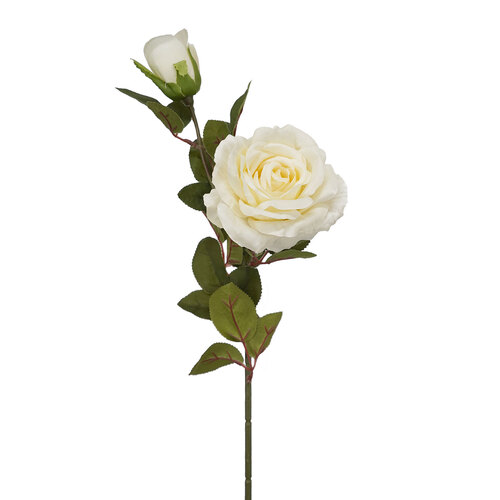 2H Open Rose HF1557CRM