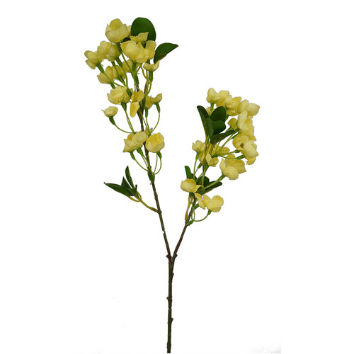 Apple Blossom HF1563YEL
