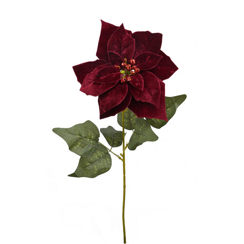 Velvet Poinsettia HF1609BUR