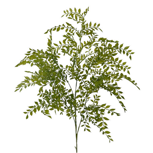 Tall Ruscus Spray HF1707GRN