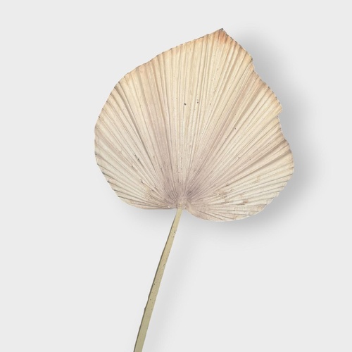 Dried Fan Palm Leaf HF1719BRN  ^