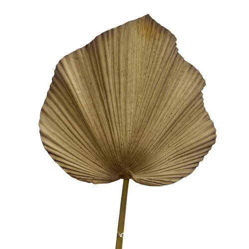 Dried Fan Palm Leaf HF1719BRN