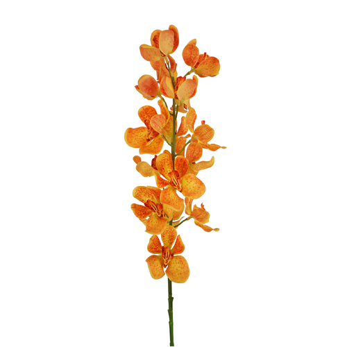 Vanda Orchids Orange