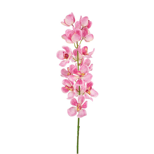 Vanda Orchids Pink