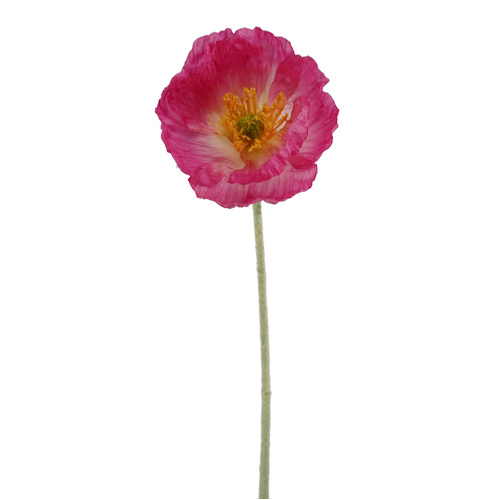 Poppy single HF1766HOT