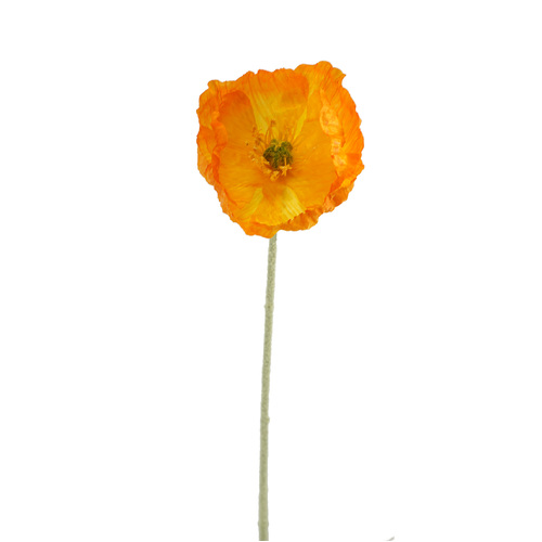 Poppy single HF1766ORG
