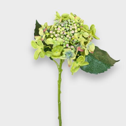 HYDRANGEA BUDDING HF1787GR