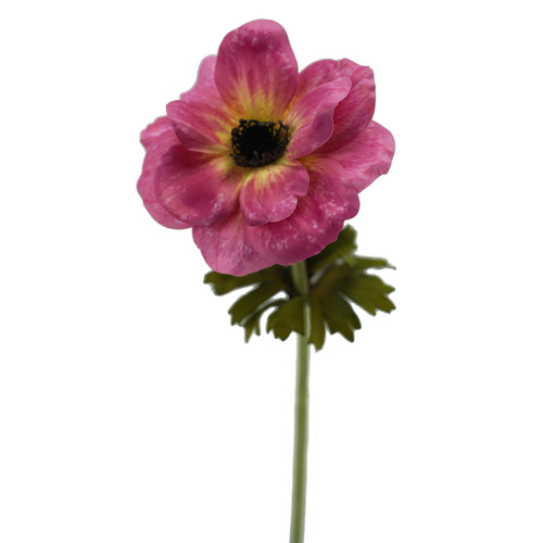 ANEMONE HF1788PNK