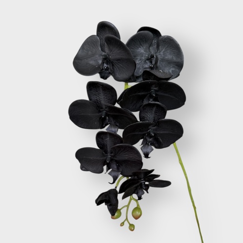 Phalaenopsis Orchid HF1789BLK