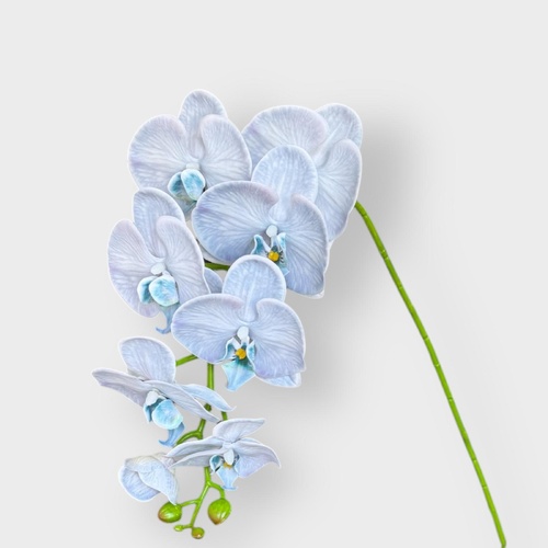 Phalaenopsis  Orchid HF1789BLU