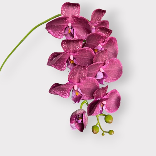 RT Phalaenopsis Orchid HF1789BUR
