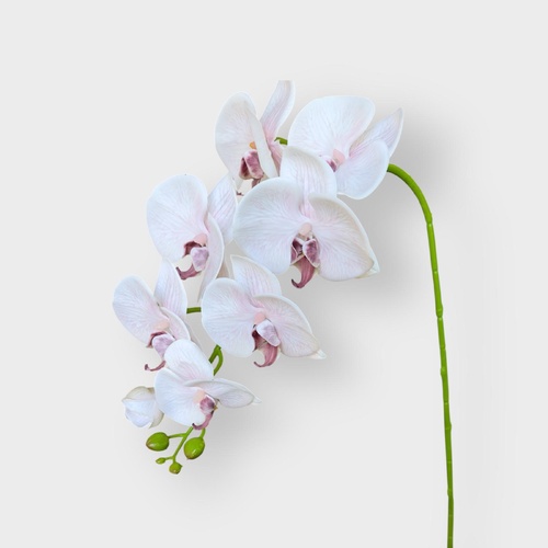 Phalaenopsis  Orchid HF1789L-PNK