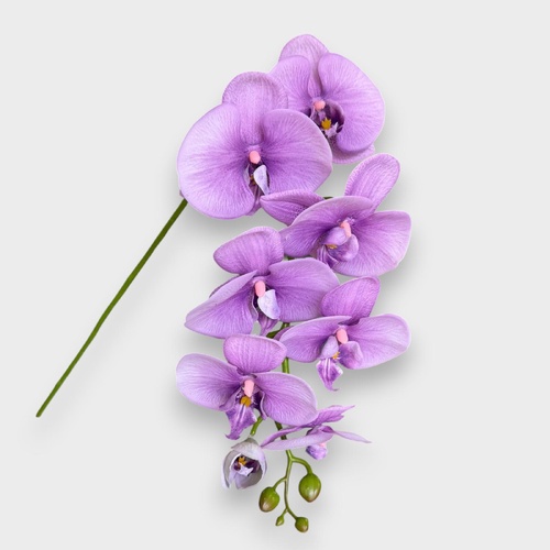 Phalaenopsis  Orchid HF1789L-PUR