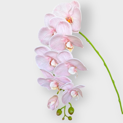 Phalaenopsis  Orchid HF1789MOCA