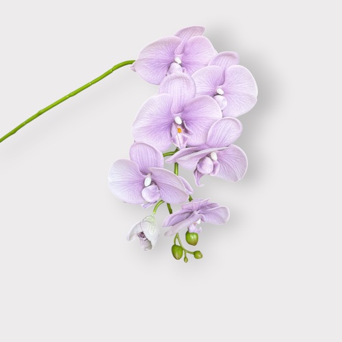 RT Phalaenopsis Orchid HF1789PUR-2