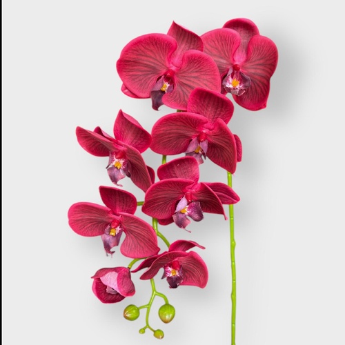Phalaenopsis  Orchid HF1789RED