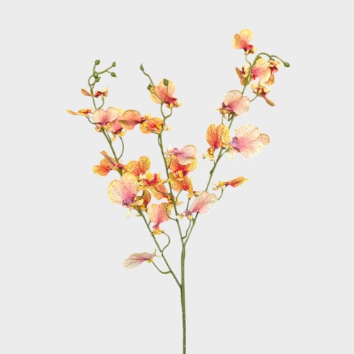 Dancing Lady orchid HF1790PEA