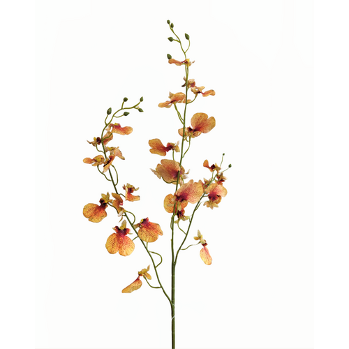 Dancing Lady orchid HF1790PEA