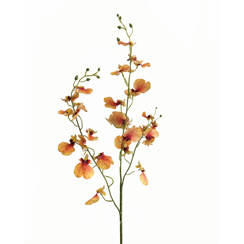 Dancing Lady orchid HF1790PEA PEACH