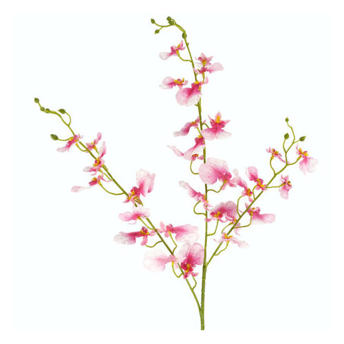 Dancing Lady orchid HF1790PK