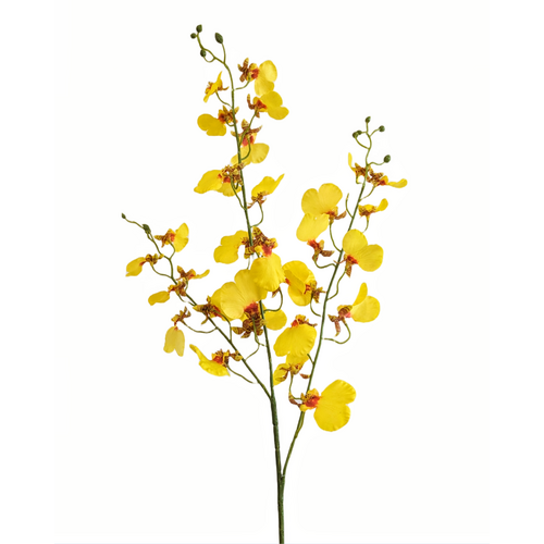 Dancing Lady orchid HF1790YEL 