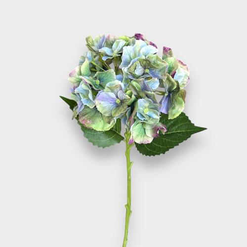 HYDRANGEA GREEN HF1791PG