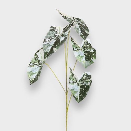 Caladium Leaf Bunch HF1842GRN