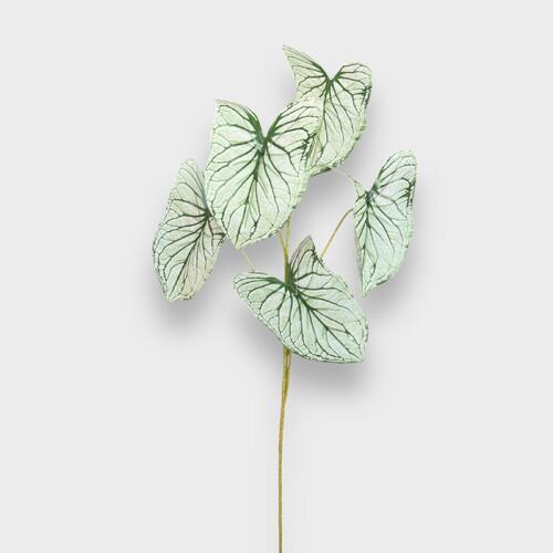 Caladium Leaf Bunch HF1842W-GRN 