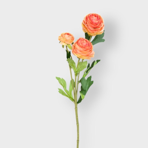 Mini Ranunculus HF1855-ORG