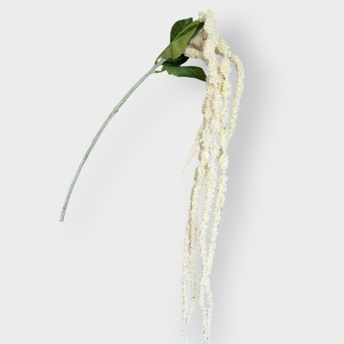 Amaranthus HF1966CRM