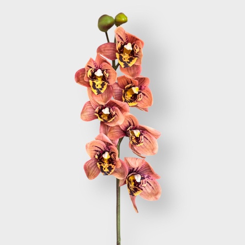 Cymbidium Orchid HF1977BRN