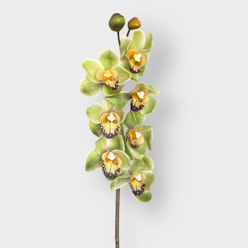 Cymbidium Orchid HF1977GRN