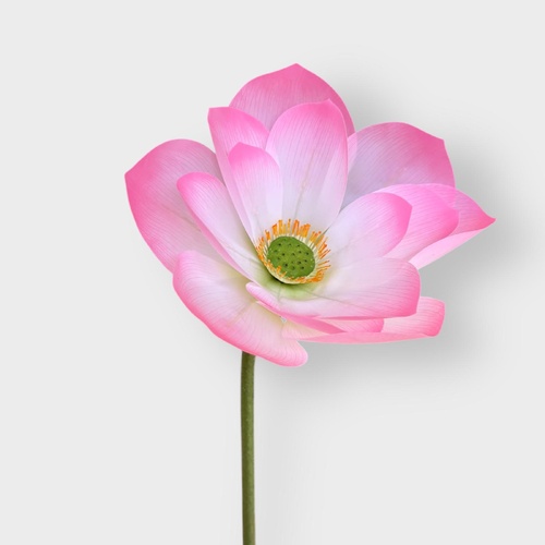 Lotus Flower HF1987PNK