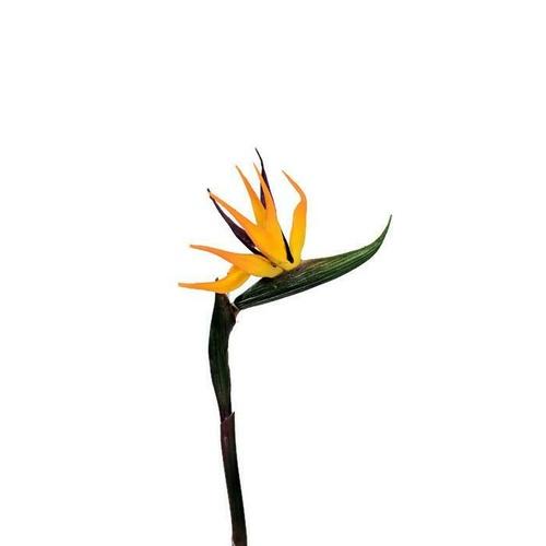 Real Touch  Small Strelitzia Bird of Paradise HF3480S-OR