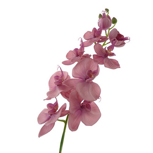 Phalaenopsis Orchid HF3645-PNK