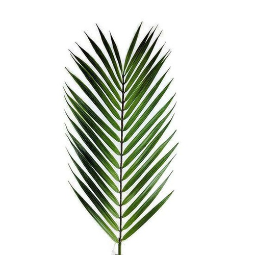 Palm Leaf HF3767