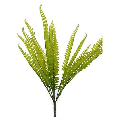 Boston leaf bush HF3785