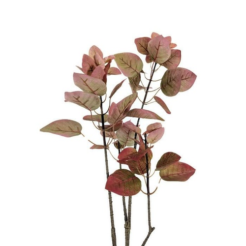 Cotinus Coggyria Branch HF3828