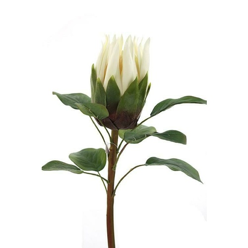 Single Protea HF3880-CRM