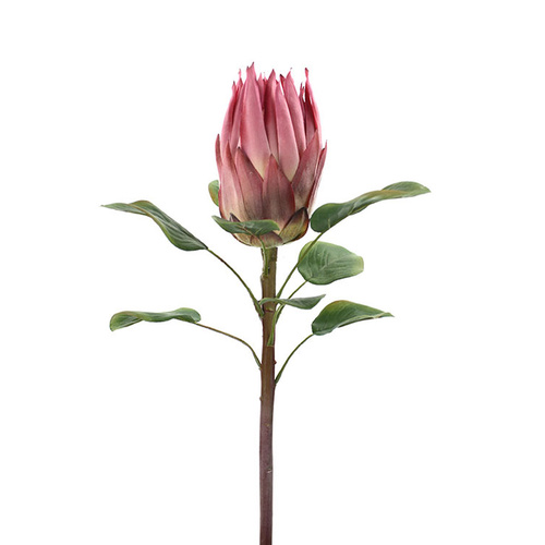 Single Protea HF3880-DPNK