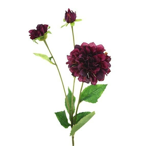 3H Zinnia stem HF3951BUR