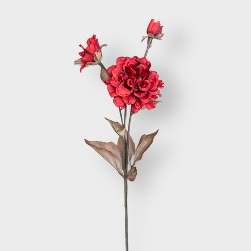 3H Zinnia stem HF3951RUS