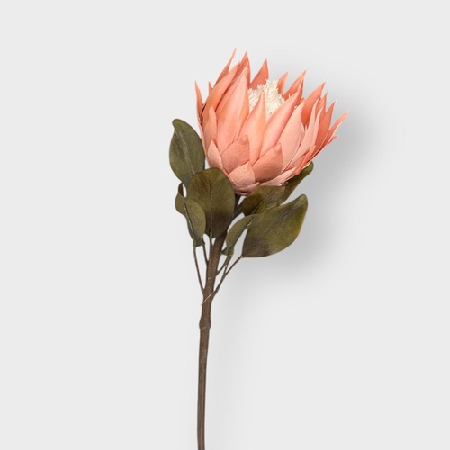 King Protea HF3953-BR