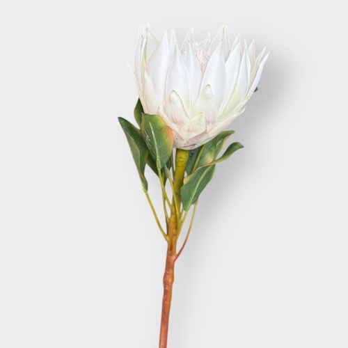 King Protea HF3953-CR