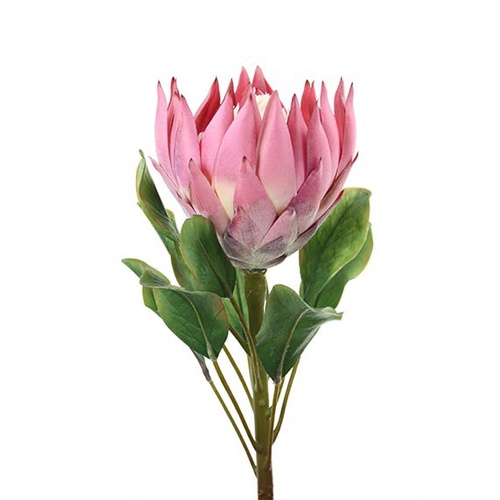 King Protea HF3953D-PNK