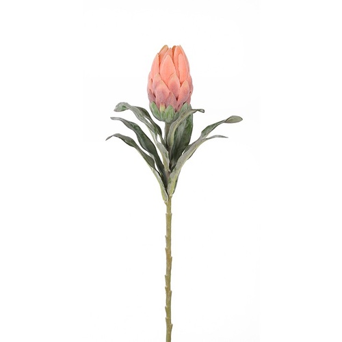Protea Bud Stem HF4467-OR