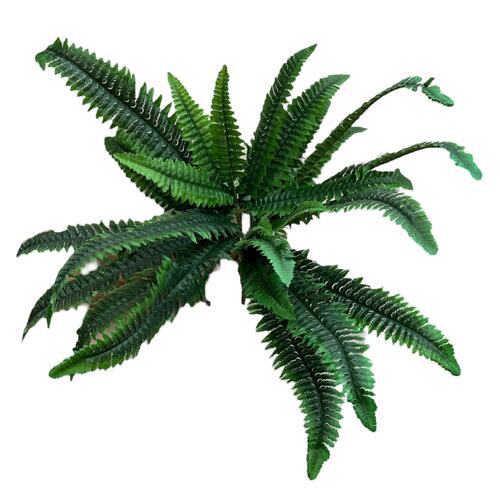 Boston Fern 30 Lvs HF4490GRN