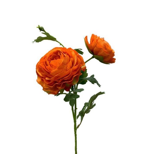 RANUNCULUS HF4554-OR