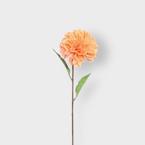 Dahlia stem HF5013PEA 
